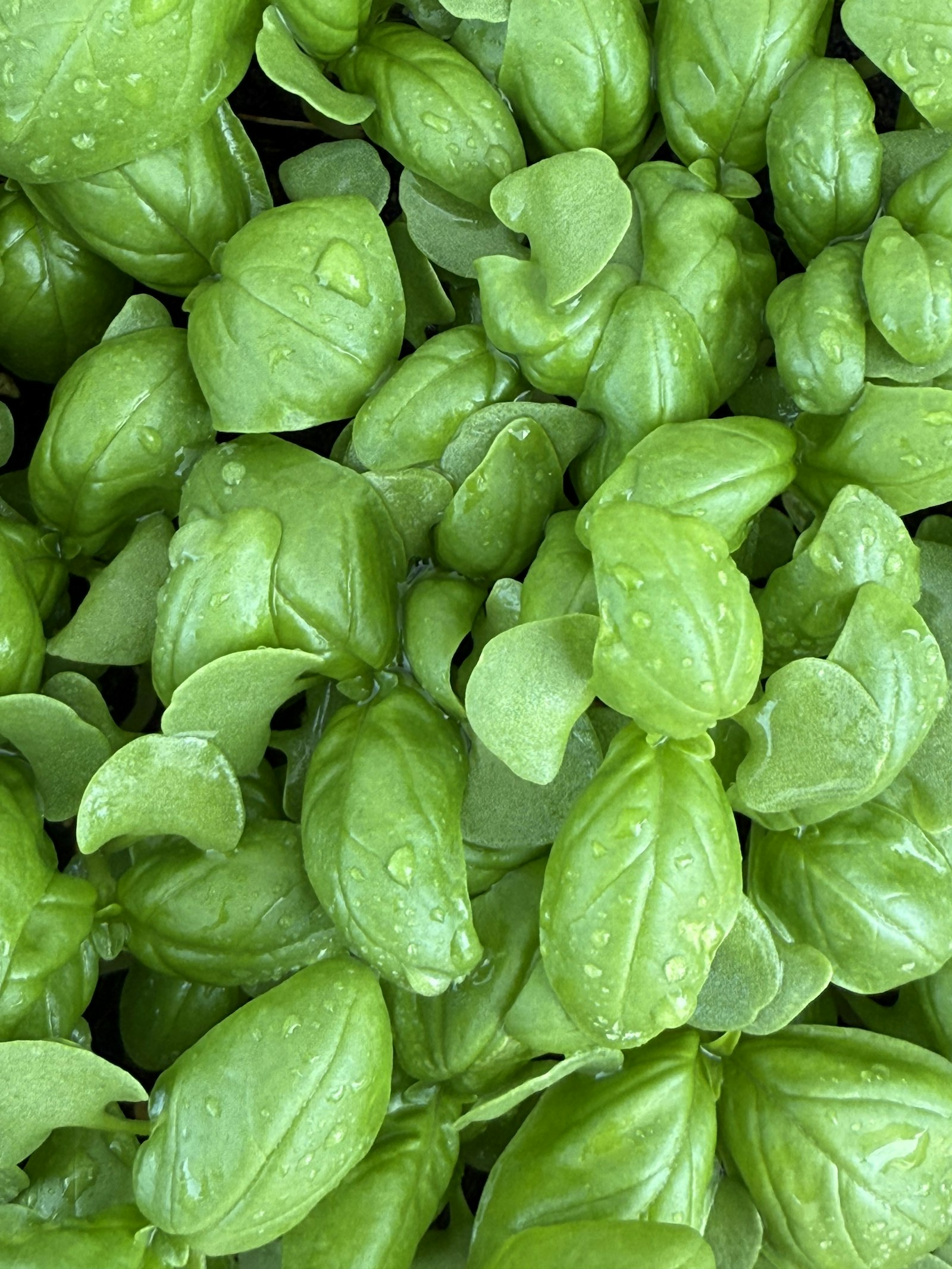 Folhas frescas de manjericão com gotas de água
