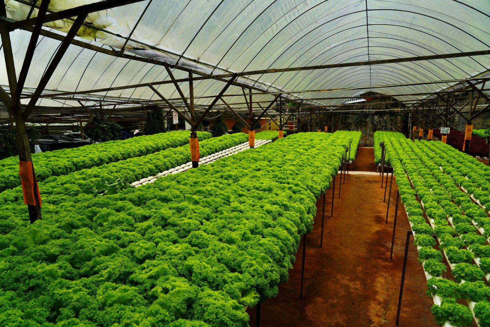 Alface Hidropônica: do Plantio à Colheita em 35 Dias